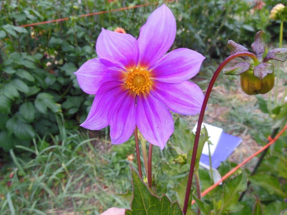 Photo of Dahlia (Dahlia sorensenii) uploaded by CLC70