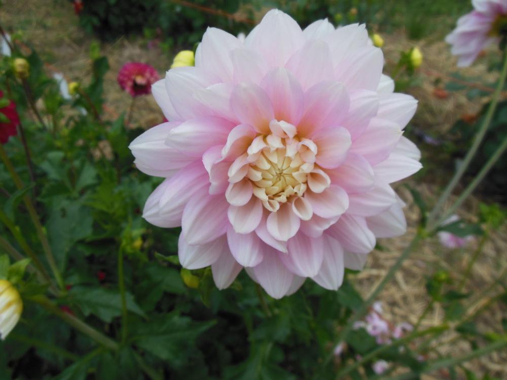 Photo of Dahlia 'Chilson's Pride' uploaded by CLC70