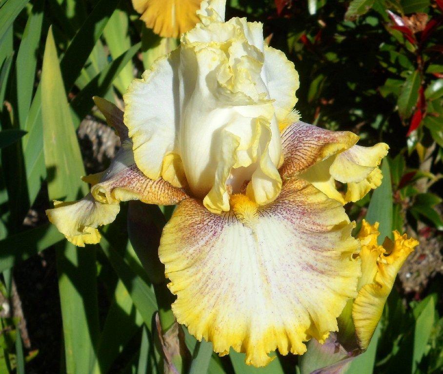 Photo of Tall Bearded Iris (Iris 'Ring Around Rosie') uploaded by LynDC