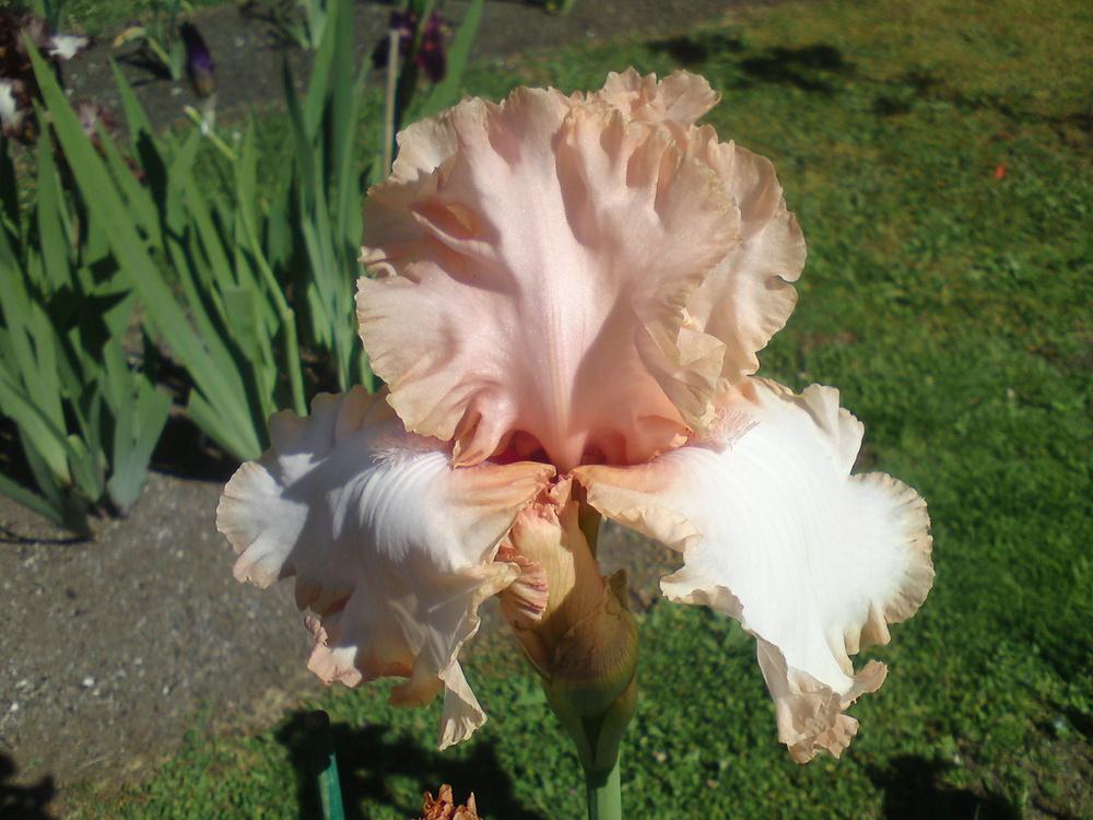 Photo of Tall Bearded Iris (Iris 'Caption') uploaded by LynDC