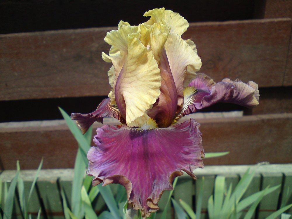 Photo of Tall Bearded Iris (Iris 'Man About Town') uploaded by LynDC