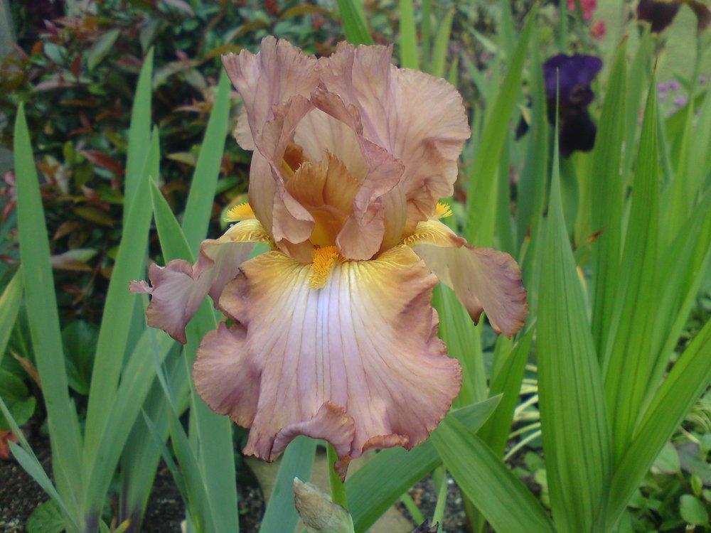Photo of Tall Bearded Iris (Iris 'High Roller') uploaded by LynDC