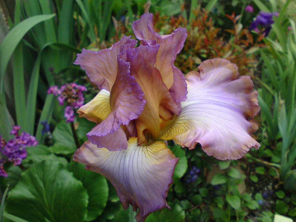 Photo of Tall Bearded Iris (Iris 'Rainbow Hues') uploaded by LynDC