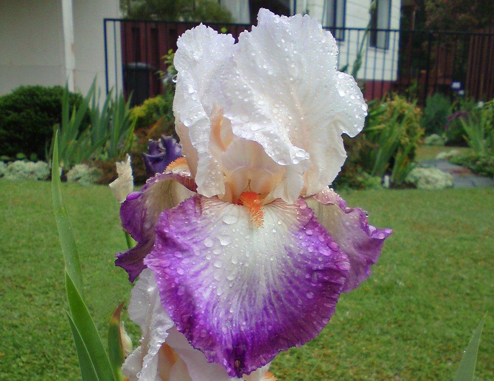 Photo of Tall Bearded Iris (Iris 'Bold Fashion') uploaded by LynDC