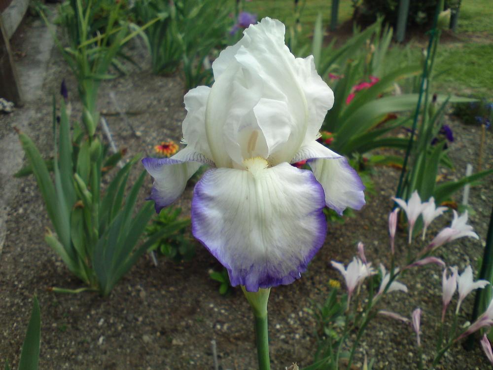 Photo of Tall Bearded Iris (Iris 'Emma Cook') uploaded by LynDC