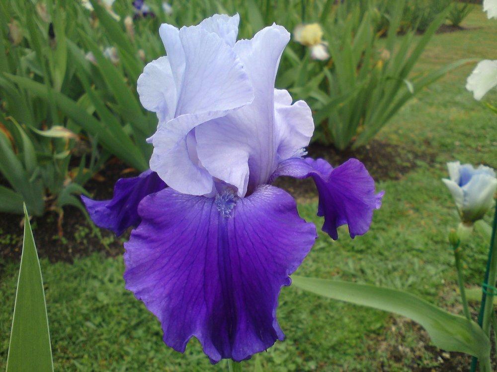 Photo of Tall Bearded Iris (Iris 'Dialogue') uploaded by LynDC