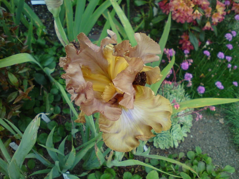 Photo of Tall Bearded Iris (Iris 'Rancho Grande') uploaded by LynDC