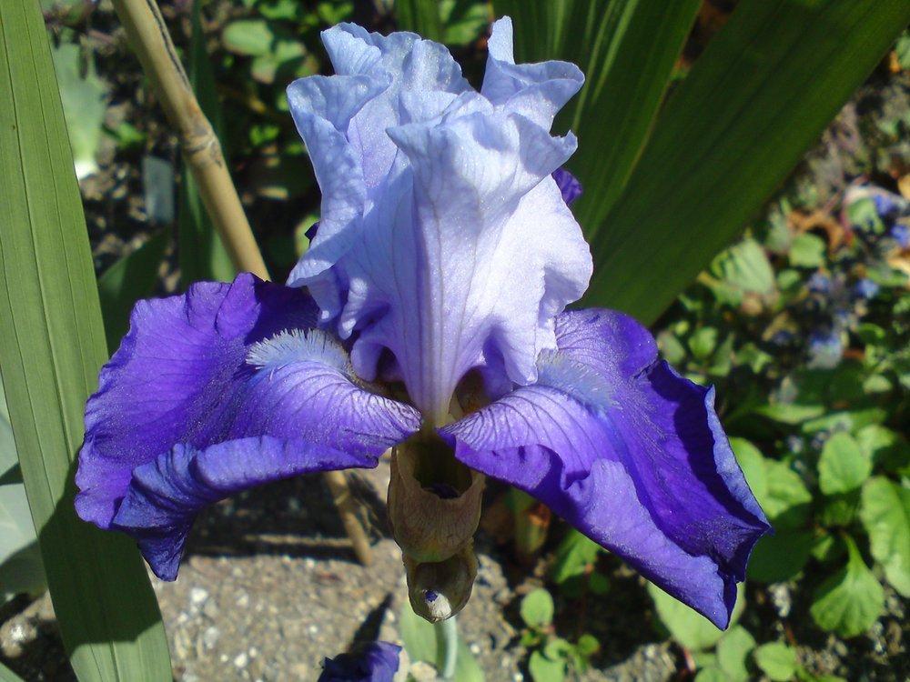Photo of Tall Bearded Iris (Iris 'Dialogue') uploaded by LynDC