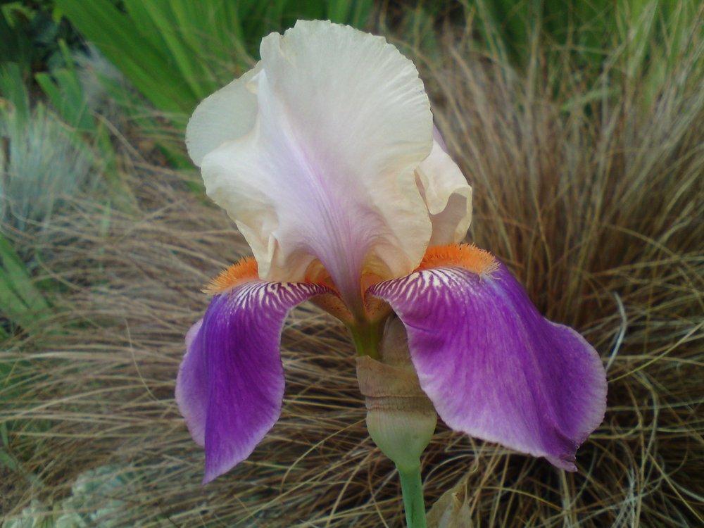 Photo of Tall Bearded Iris (Iris 'Pipes of Pan') uploaded by LynDC