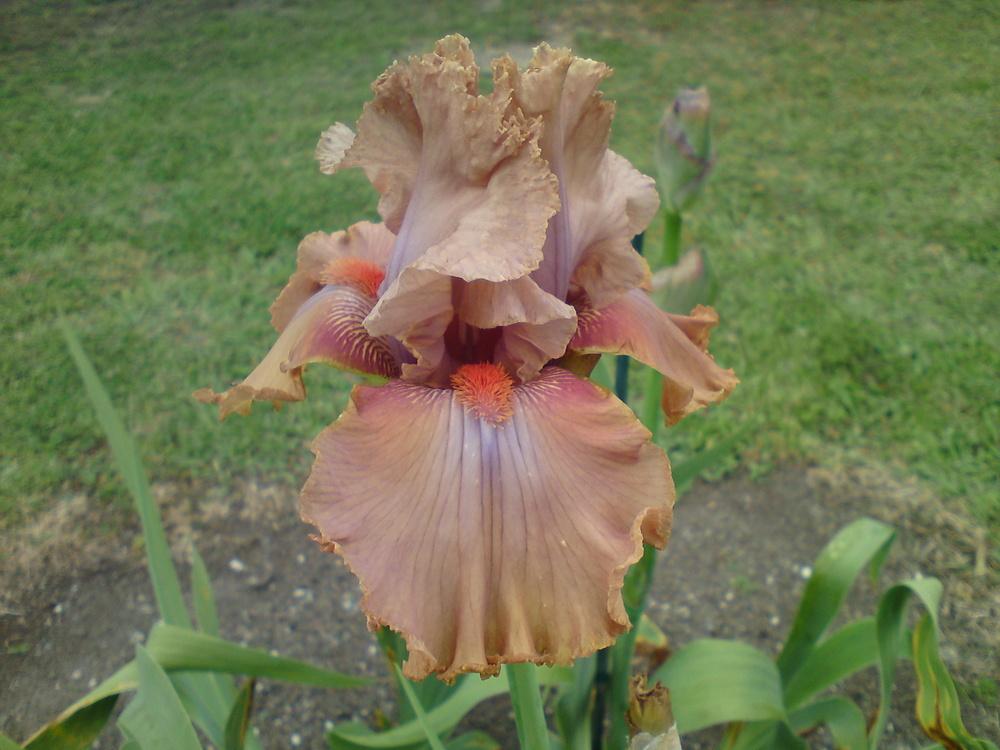 Photo of Tall Bearded Iris (Iris 'Bygone Era') uploaded by LynDC