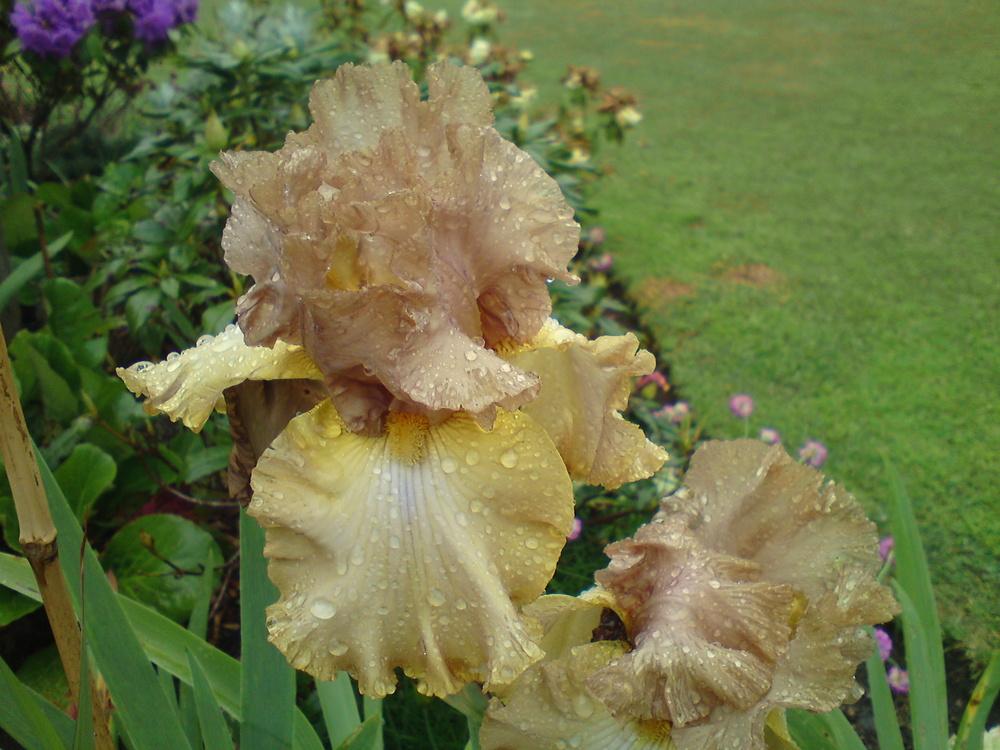Photo of Tall Bearded Iris (Iris 'Rancho Grande') uploaded by LynDC