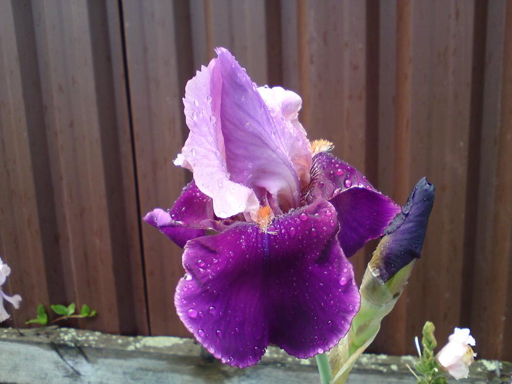 Photo of Tall Bearded Iris (Iris 'Camelot Rose') uploaded by LynDC
