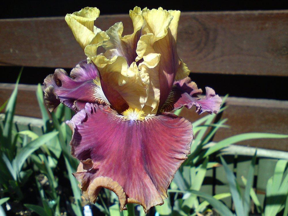 Photo of Tall Bearded Iris (Iris 'Man About Town') uploaded by LynDC