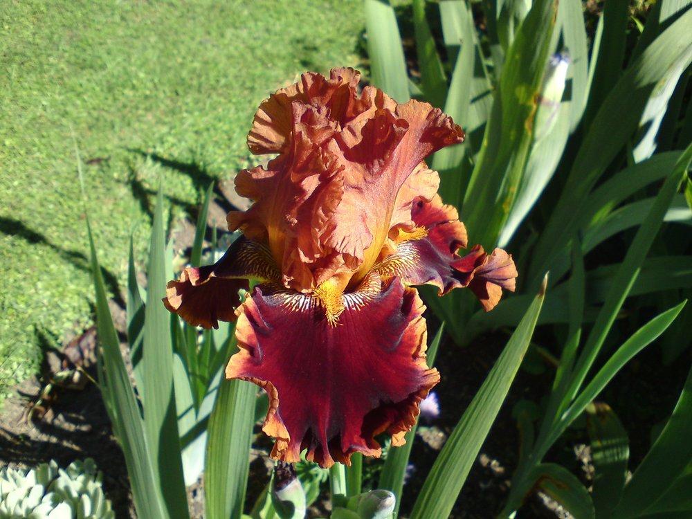 Photo of Tall Bearded Iris (Iris 'Copatonic') uploaded by LynDC