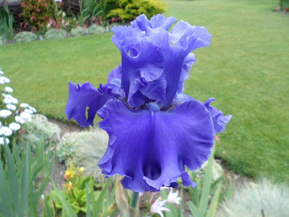 Photo of Tall Bearded Iris (Iris 'Sea Power') uploaded by LynDC