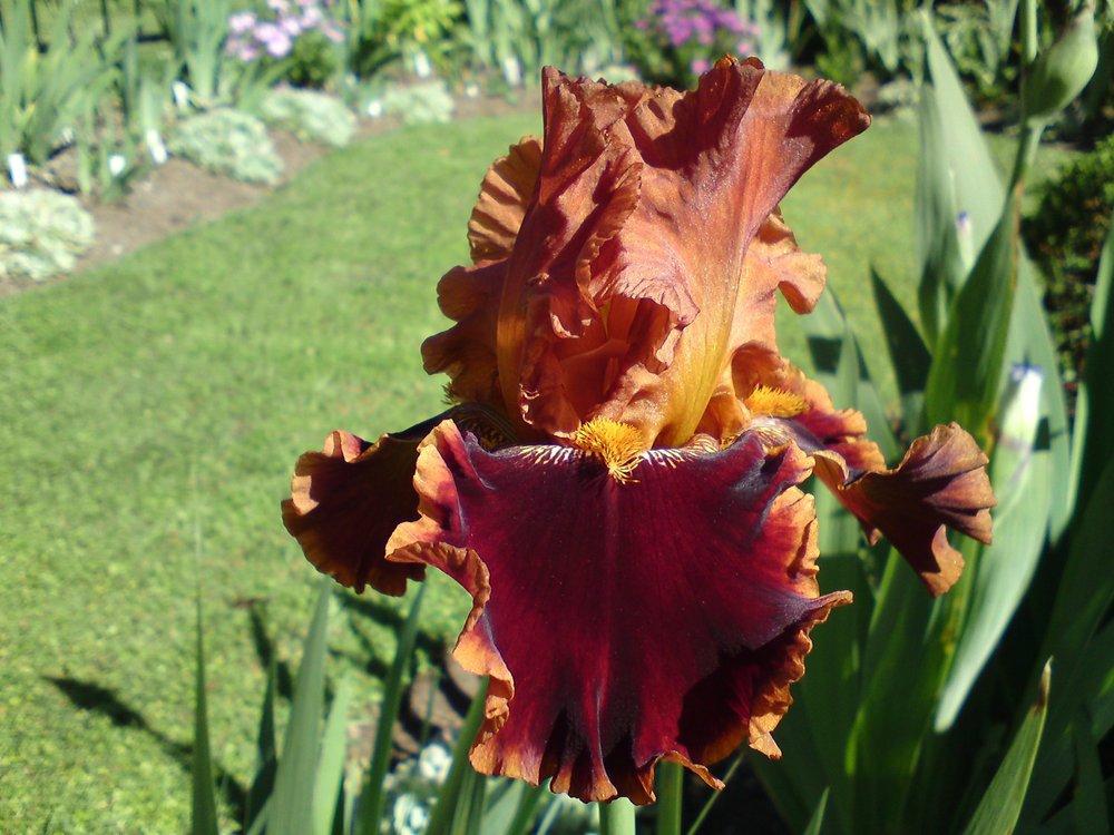 Photo of Tall Bearded Iris (Iris 'Copatonic') uploaded by LynDC