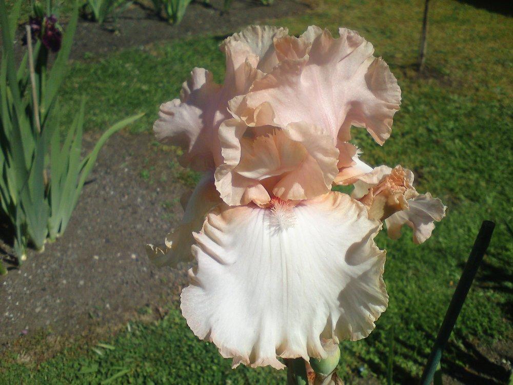 Photo of Tall Bearded Iris (Iris 'Caption') uploaded by LynDC