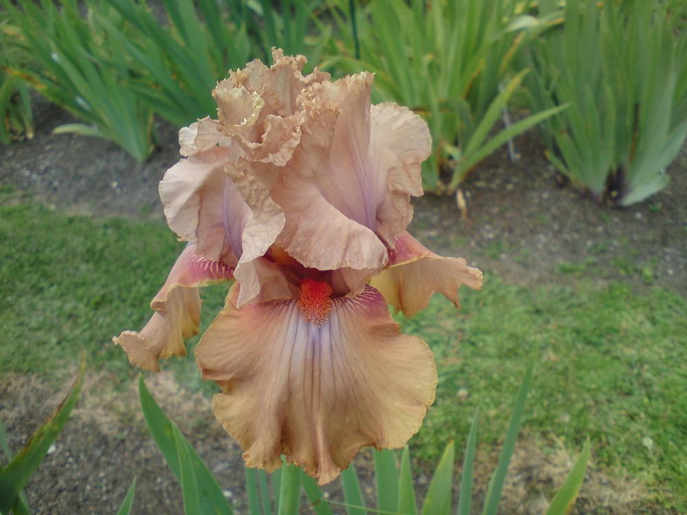 Photo of Tall Bearded Iris (Iris 'Bygone Era') uploaded by LynDC