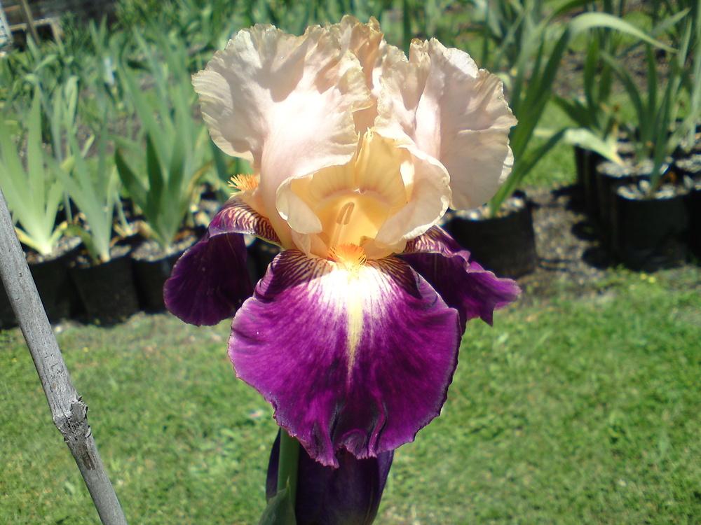Photo of Tall Bearded Iris (Iris 'Let's Boogie') uploaded by LynDC