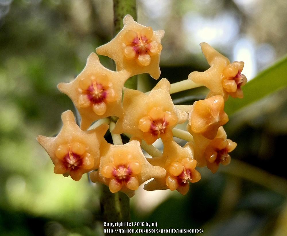 Photo of Wax Plant (Hoya pandurata) uploaded by mjsponies