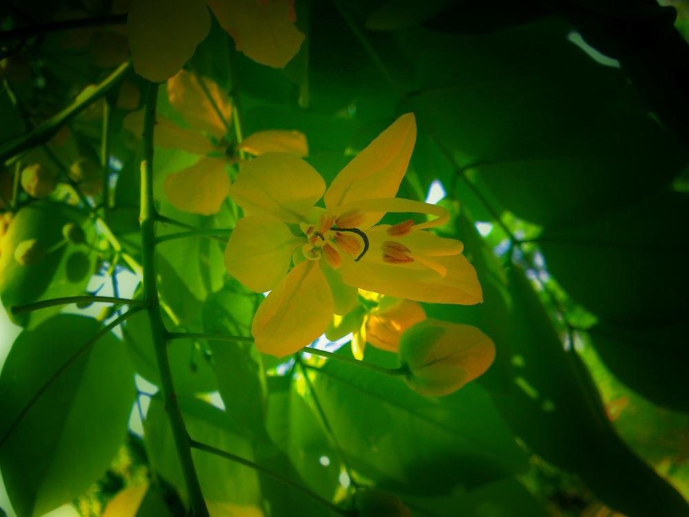 Photo of Golden Shower Tree (Cassia fistula) uploaded by robertduval14