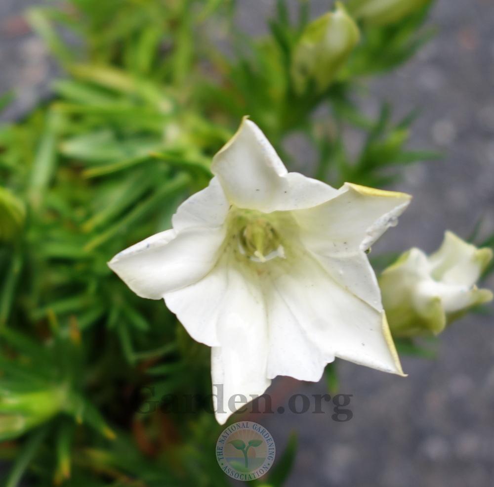 Photo of Gentiana 'Moonlight' uploaded by springcolor