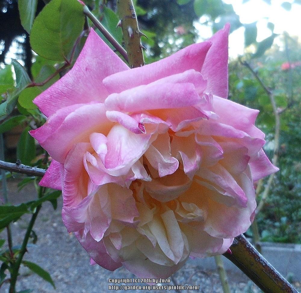 Photo of Rose (Rosa 'Marie van Houtte') uploaded by zuzu