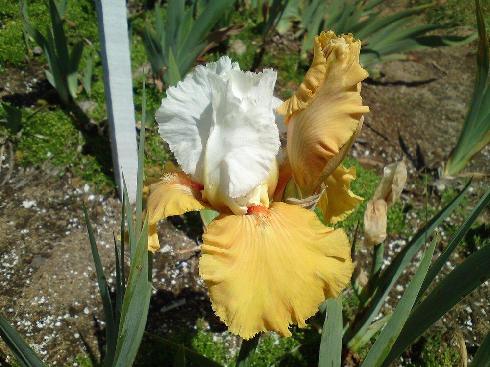 Photo of Tall Bearded Iris (Iris 'Yes') uploaded by LynDC