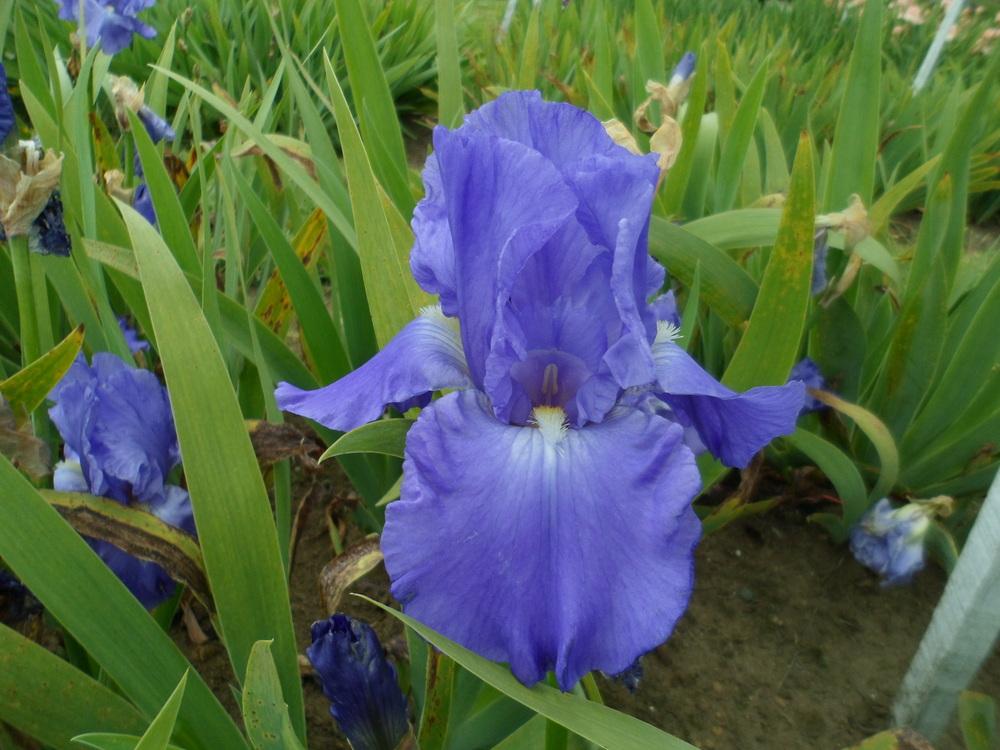 Photo of Tall Bearded Iris (Iris 'Fuji Skies') uploaded by LynDC
