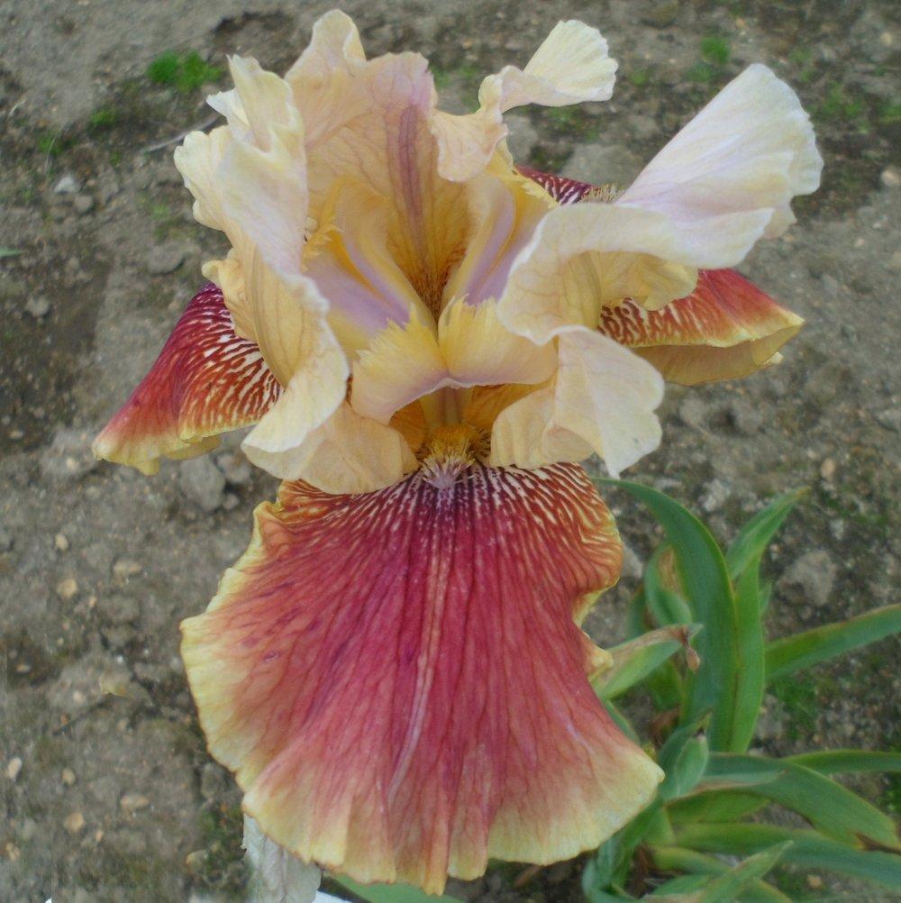Photo of Tall Bearded Iris (Iris 'Coffee Capri') uploaded by LynDC