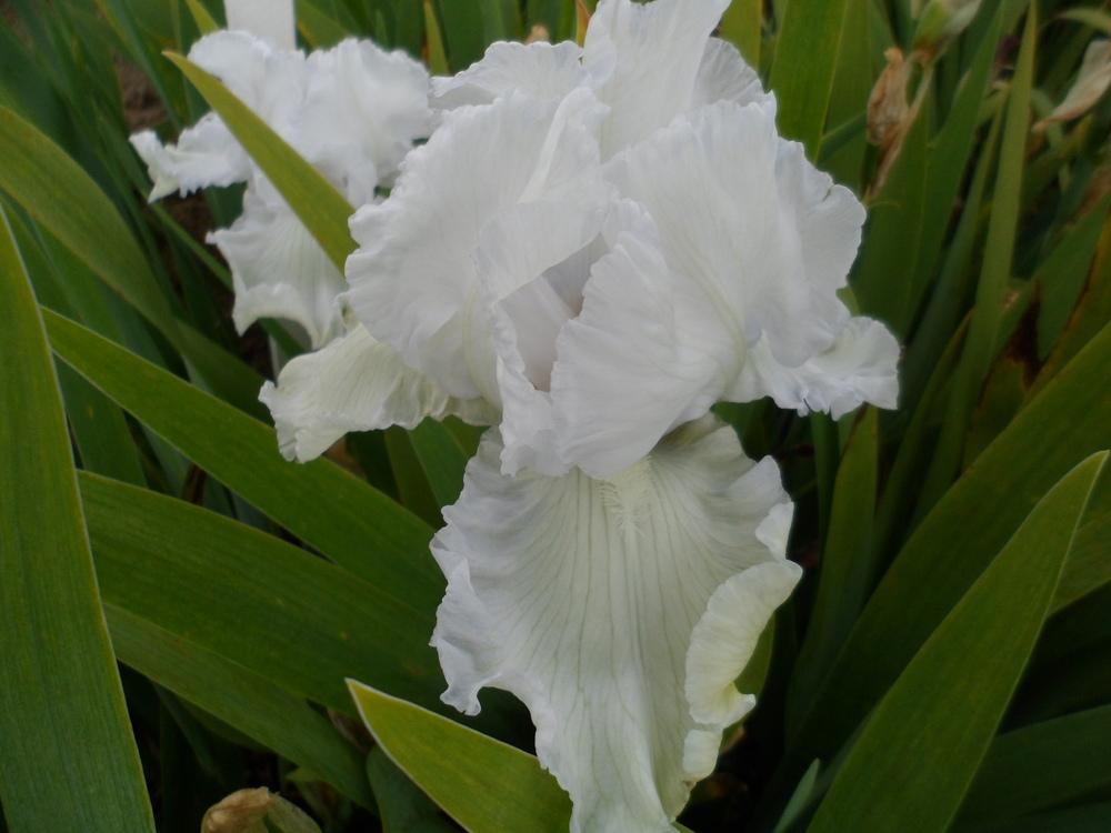 Photo of Tall Bearded Iris (Iris 'Bubbly Mood') uploaded by LynDC