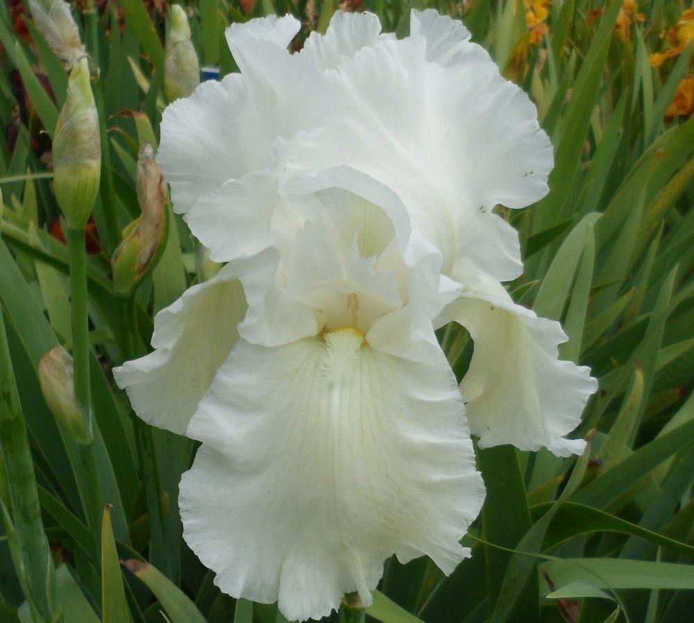 Photo of Tall Bearded Iris (Iris 'Henry Shaw') uploaded by LynDC