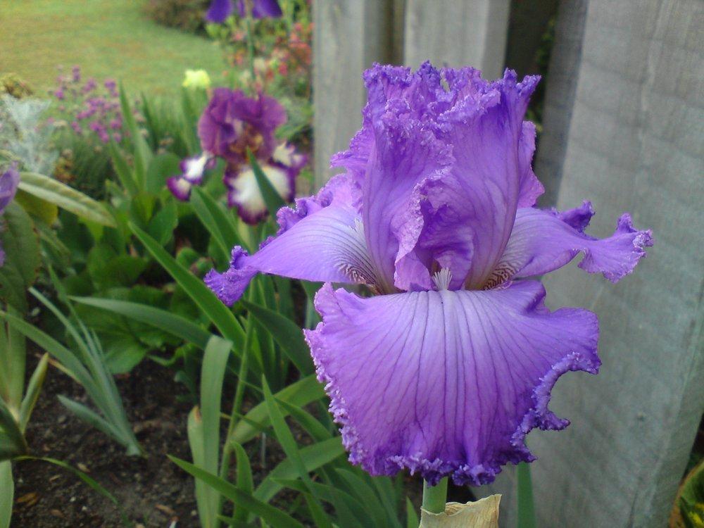 Photo of Tall Bearded Iris (Iris 'Visual Arts') uploaded by LynDC