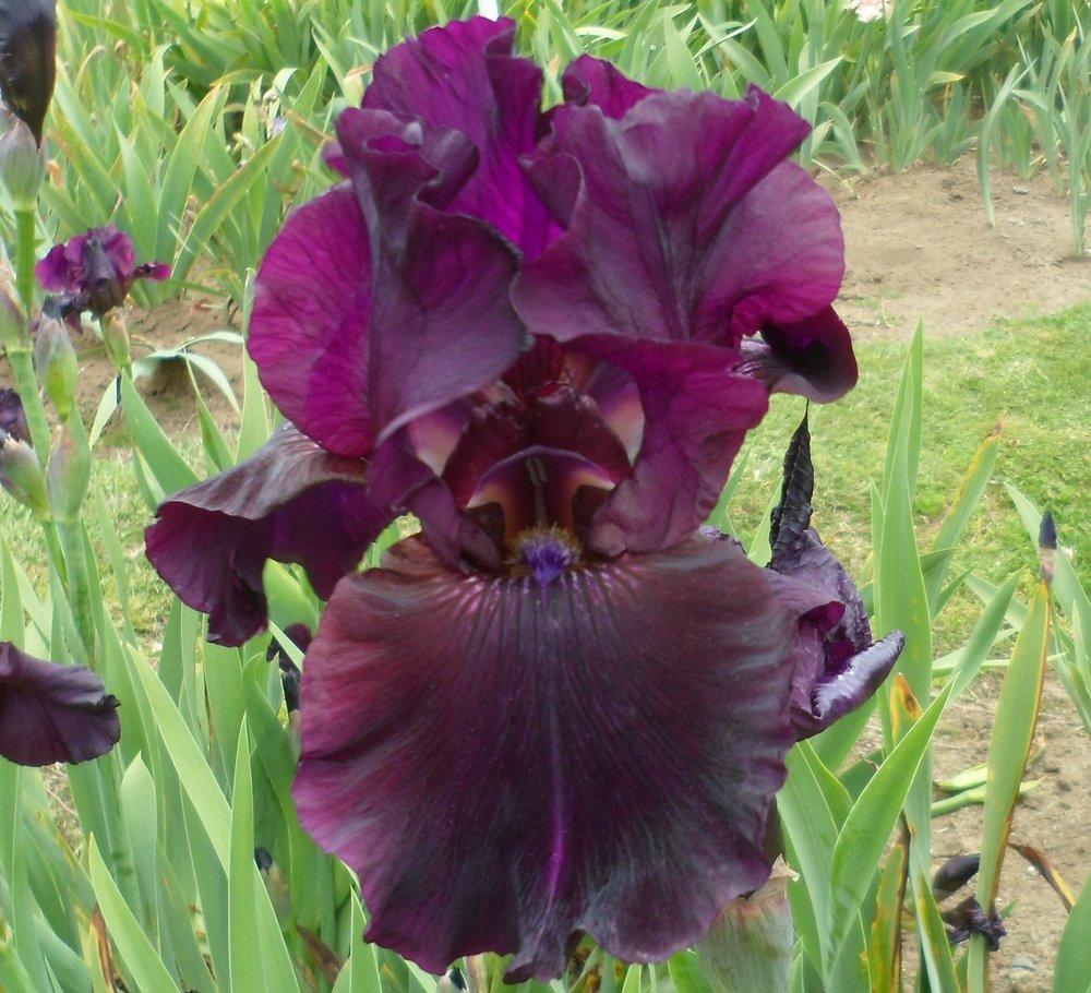 Photo of Tall Bearded Iris (Iris 'Mallory Kay') uploaded by LynDC
