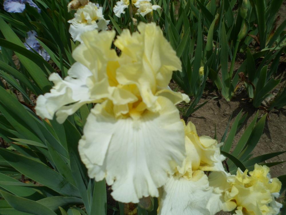 Photo of Tall Bearded Iris (Iris 'Alpine Region') uploaded by LynDC