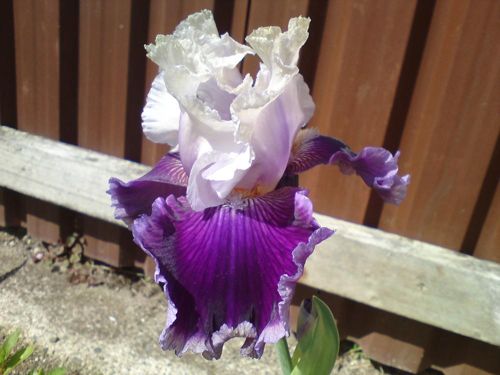 Photo of Tall Bearded Iris (Iris 'Village Gossip') uploaded by LynDC