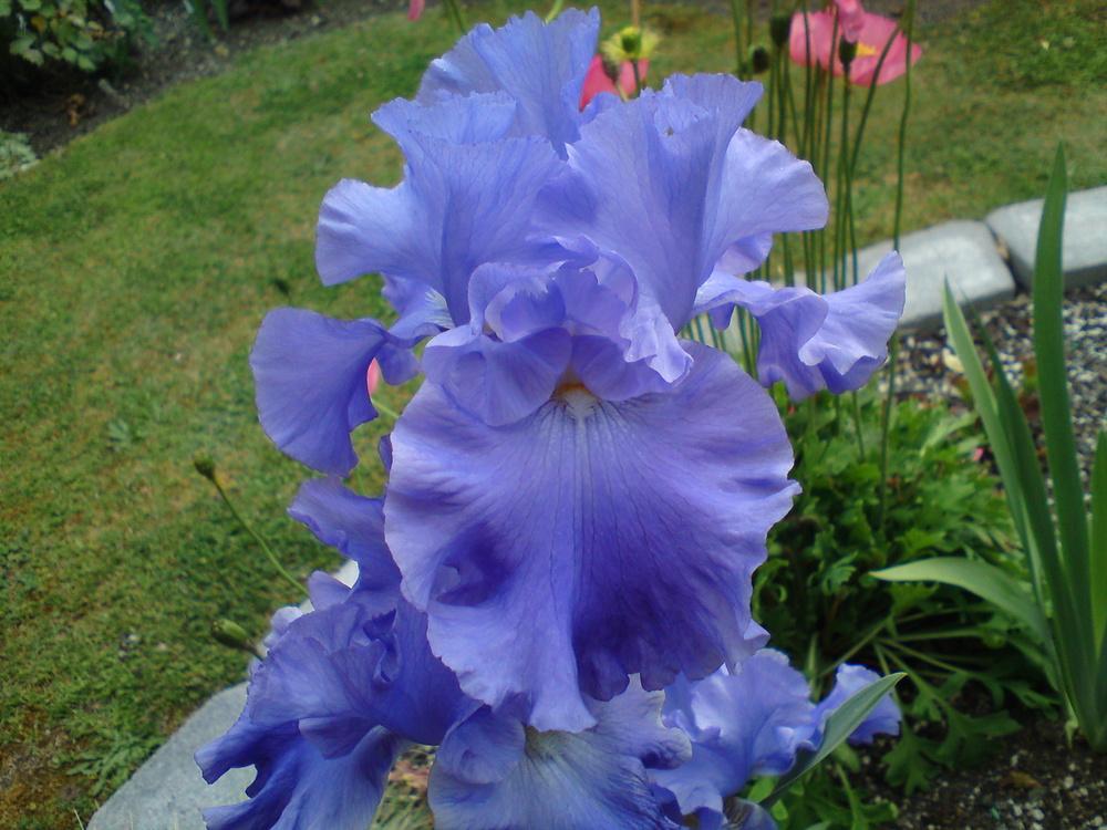 Photo of Tall Bearded Iris (Iris 'Yaquina Blue') uploaded by LynDC