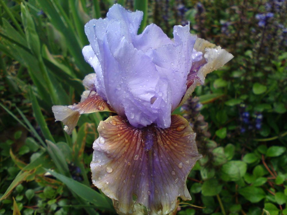 Photo of Tall Bearded Iris (Iris 'Witching') uploaded by LynDC