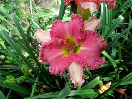 Photo of Daylily (Hemerocallis 'Miracles have Messages') uploaded by Natalie
