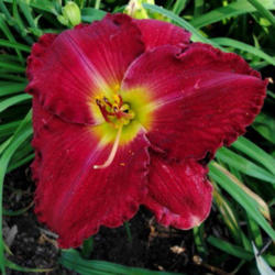 Location: Photo posted with permission of <A Href="http://www.daylilytrader.com/floyd_boatright_daylilies.htm">Floyd Boatwright</a>