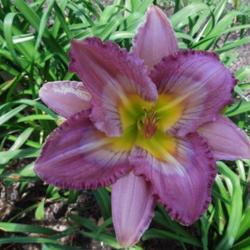 Location: Courtesy of <A Href="http://www.daylilytrader.com/floyd_boatright_daylilies.htm">Floyd Boatwright</a>, posted with permission
Date: 2013-08-04