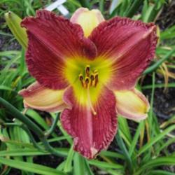 Location: Photo posted with permission of <A Href="http://www.daylilytrader.com/floyd_boatright_daylilies.htm">Floyd Boatwright</a>