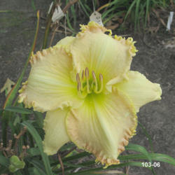 Location: Courtesy of <A Href="http://www.daylilytrader.com/floyd_boatright_daylilies.htm">Floyd Boatwright</a>, posted with permission
Date: 2008-10-27