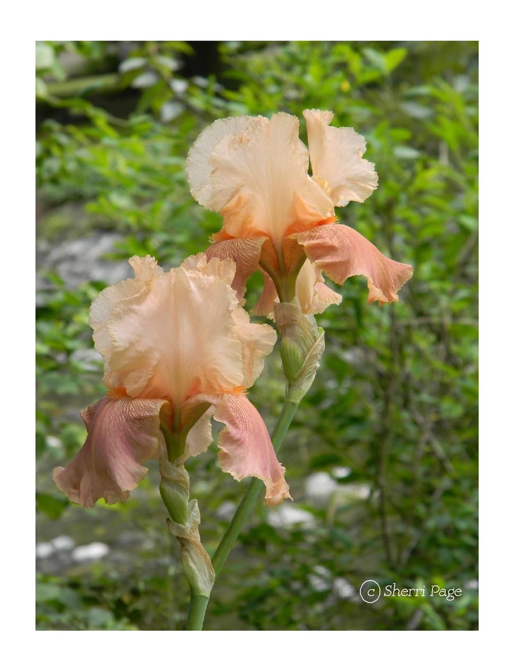 Photo of Tall Bearded Iris (Iris 'Lou Peach') uploaded by sherripage5