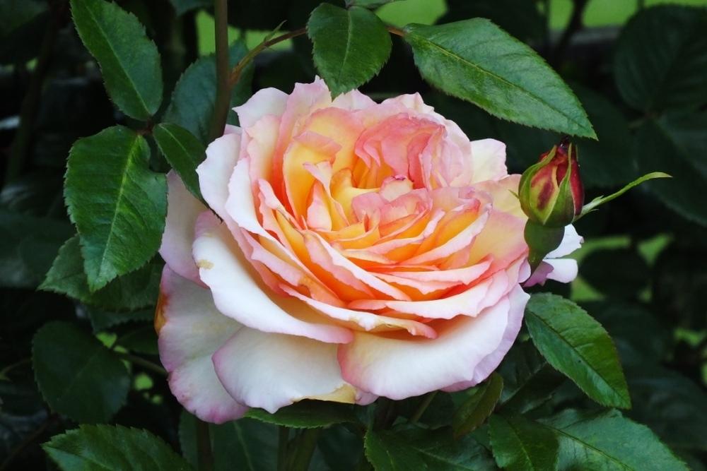 Photo of Rose (Rosa 'Loving Lorna') uploaded by sunnyvalley