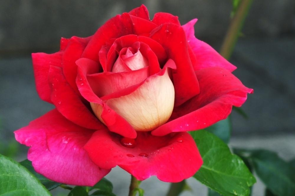 Photo of Rose (Rosa 'Flaming Peace') uploaded by sunnyvalley