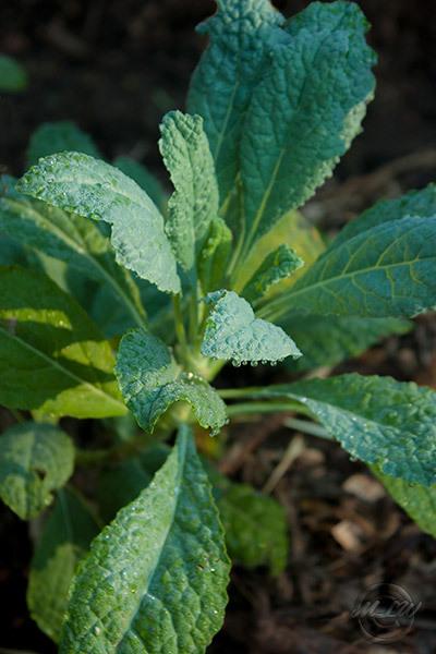 Photo of Kale (Brassica oleracea 'Lacinato') uploaded by GoatDriver