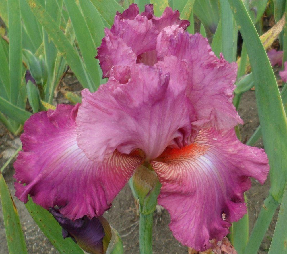 Photo of Tall Bearded Iris (Iris 'Prestige Item') uploaded by LynDC