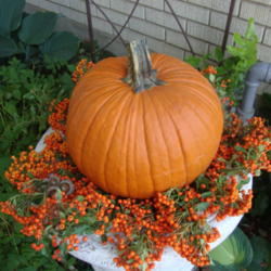 Use Your Garden To Decorate for Fall