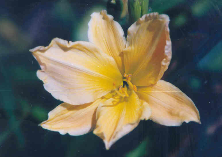 Photo of Daylily (Hemerocallis 'Clarence Simon') uploaded by bron